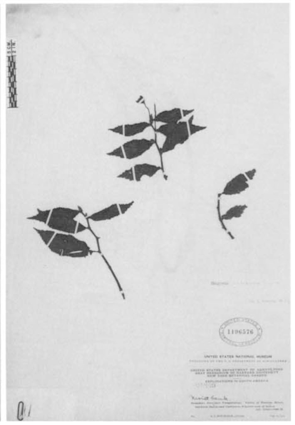 B. tetrandra